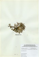 藏品(海木耳)的圖片